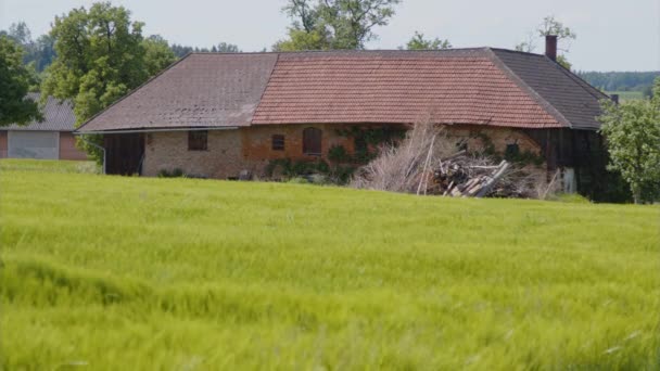 Старый Фермерский Дом Ветер Пашущий Через Зеленое Пшеничное Поле Высококачественные — стоковое видео