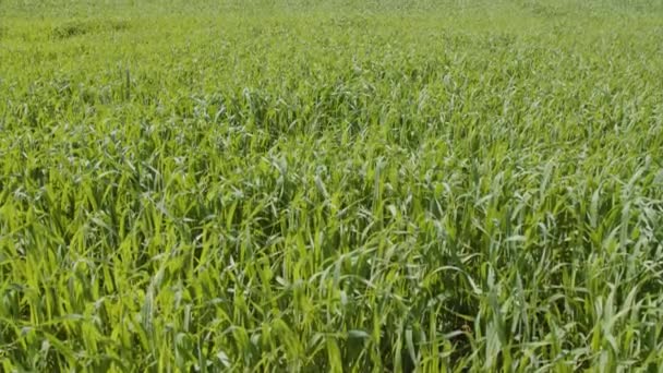 Пшеничное Поле Молодняком Летом Высококачественные Кадры — стоковое видео
