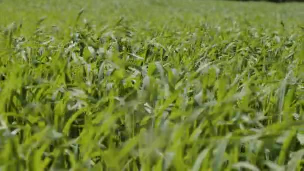 Pšeničné Pole Mladými Plodinami Létě Vysoce Kvalitní Záběry — Stock video