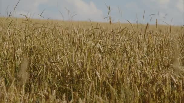 夏には農地の上に積雲ができます 高品質4K映像 — ストック動画