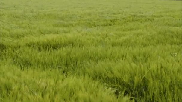 Ветер Пашет Через Зеленое Пшеничное Поле Высококачественные Кадры — стоковое видео