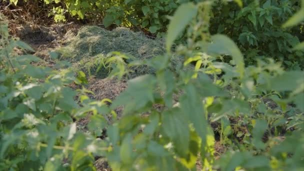 Bahçedeki Isırgan Otlarının Arasında Kesilmiş Çimenler Yüksek Kalite Görüntü — Stok video
