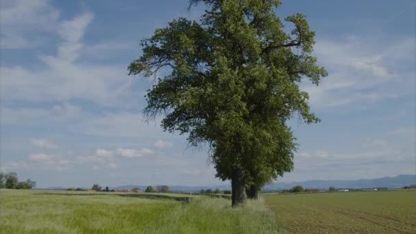 Gammalt Päronträd Och Vindplogning Genom Grönt Vetefält Film — Stockvideo