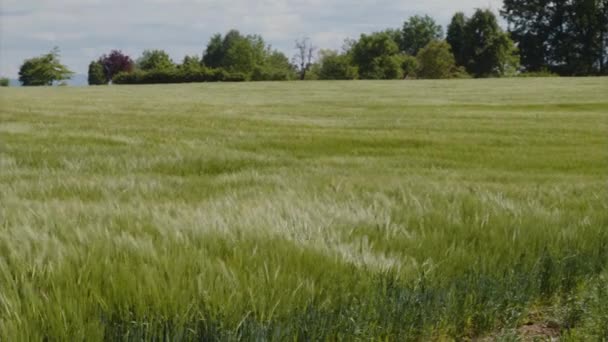 Άνεμος Οργώνει Μέσα Από Πράσινο Χωράφι Σιτάρι Υψηλής Ποιότητας Πλάνα — Αρχείο Βίντεο