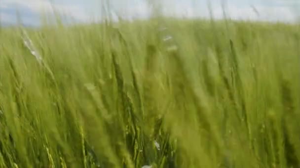 夏には若い作物の畑です 高品質4K映像 — ストック動画