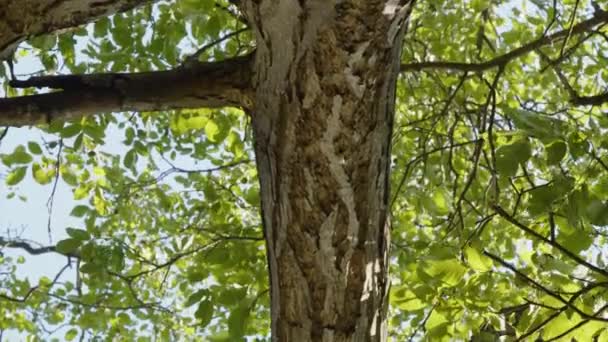 Pohled Zpod Ořechového Stromu Větvemi Listím Vysoce Kvalitní Záběry — Stock video