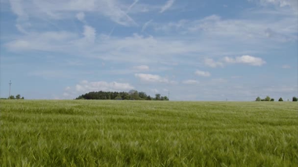 Vindplogning Genom Grönt Vetefält Högkvalitativ Film — Stockvideo