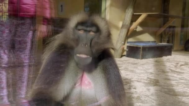 Macaco Mandona Olhar Para Jardim Zoológico Imagens Alta Qualidade — Vídeo de Stock