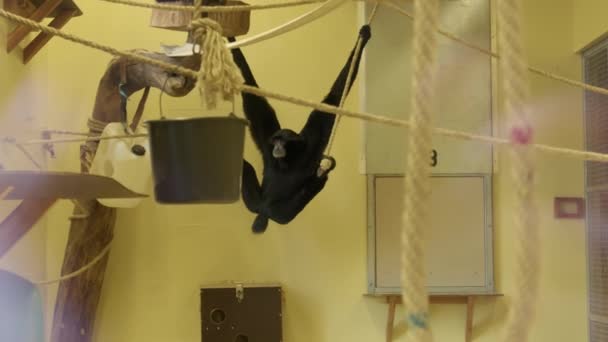 Czarna Małpa Siamang Kręci Się Pobliżu Wysokiej Jakości Materiał — Wideo stockowe