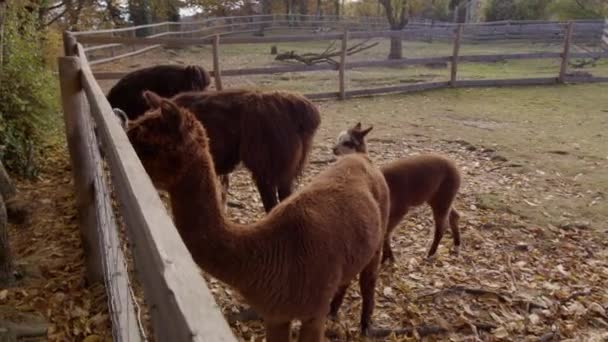 Alpacas Lama Siendo Alimentados Zoológico Imágenes Alta Calidad — Vídeos de Stock