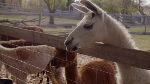 Alpaky Lama Krmí Zoo Vysoce Kvalitní Záběry — Stock video