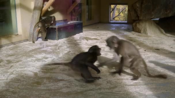 Jovens Macacos Lutar Zoo Imagens Alta Qualidade — Vídeo de Stock