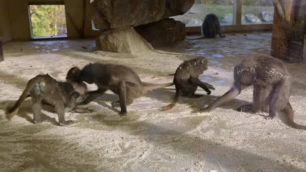 Молоді Мавпи Борються Зоопарку Високоякісні Кадри — стокове відео