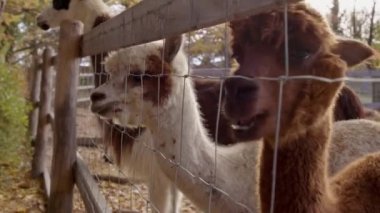 Alpaka ve lama hayvanat bahçesinde besleniyorlar. Yüksek kalite 4k görüntü