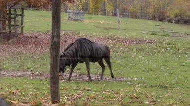 Kahverengi gnu hayvanat bahçesinde ispiyonculuk yapıyor. Yüksek kalite 4k görüntü