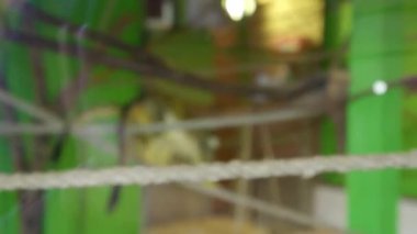 Sincap maymunu hayvanat bahçesinde oyun oynuyor. Yüksek kalite 4k görüntü