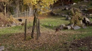 Hayvanat bahçesinde birbirini kovalayan maymunlar. Yüksek kalite 4k görüntü