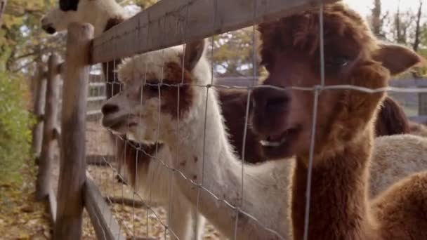 Альпаки Ламу Кормят Зоопарке Высококачественные Кадры — стоковое видео