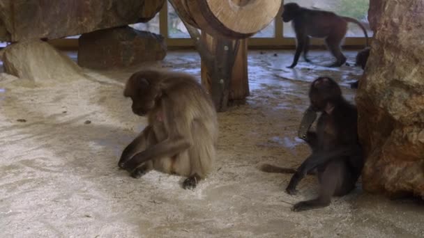 Affen Kratzen Boden Und Affen Mit Babykreuzen Hochwertiges Filmmaterial — Stockvideo
