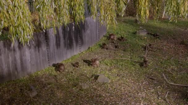 Група Мавп Грають Зоопарку Високоякісні Кадри — стокове відео