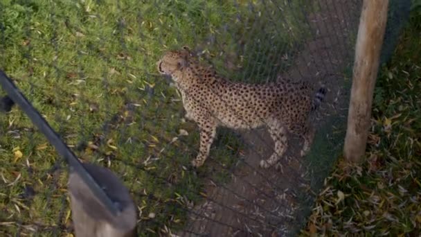 36 Cheetah texture Videos, Royalty-free Stock Cheetah texture Footage |  Depositphotos