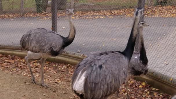 Emus Zoológico Mirando Alrededor Imágenes Alta Calidad — Vídeo de stock