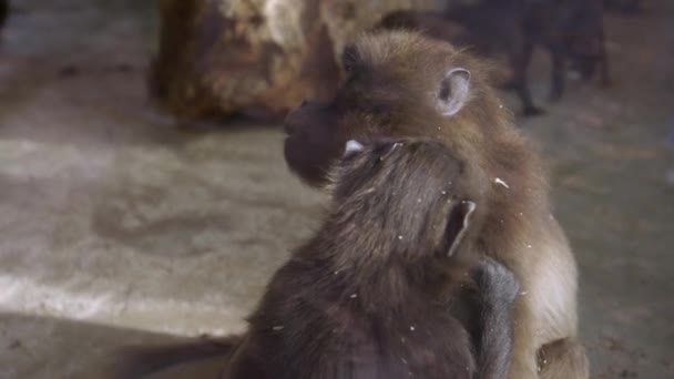 Macaco Sendo Apagado Preparado Por Outro Imagens Alta Qualidade — Vídeo de Stock