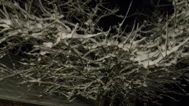 Вночі Вкрита Снігом Яблуня Високоякісні Кадри — стокове відео