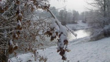 Krems Nehri 'nde kışın buzlu çalı çiğ taneleri dökülüyor. Yüksek kalite 4k görüntü