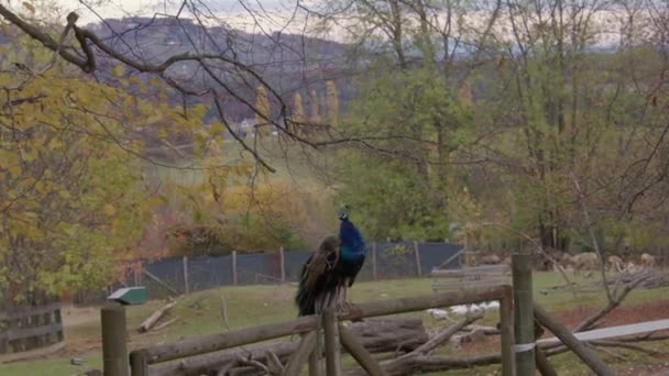 孔雀が動物園の柵の上に座ってる 高品質4K映像 — ストック動画