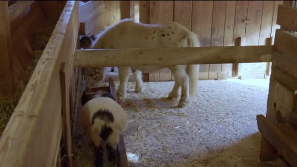 Paarden Geitenvlees Schuur Hoge Kwaliteit Beeldmateriaal — Stockvideo