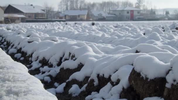 Покрытое Снегом Поле Зимой Высококачественные Кадры — стоковое видео