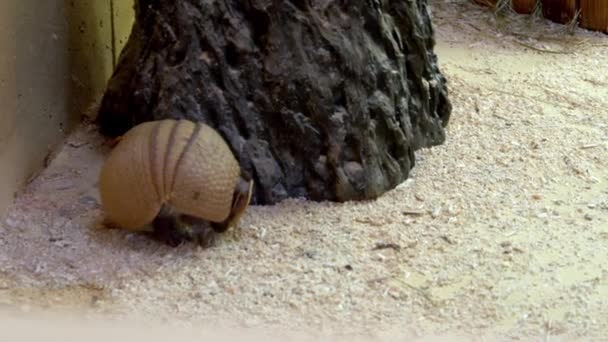 Armadillo Hayvanat Bahçesinde Koşuşturuyor Yüksek Kalite Görüntü — Stok video