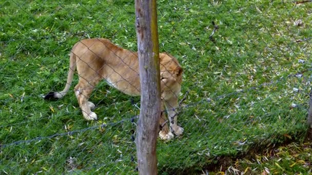 母狮站在动物园的栅栏前 高质量的4K镜头 — 图库视频影像