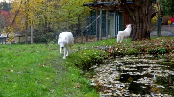 Weiße Holzwölfe Zoo Hochwertiges Filmmaterial — Stockvideo