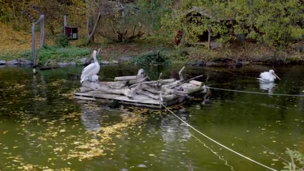 Grote Witte Pelikanen Zwemmen Dierentuin Vijver Hoge Kwaliteit Beeldmateriaal — Stockvideo
