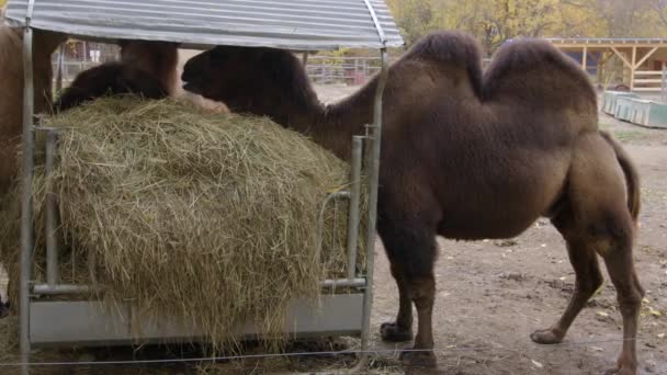 Bactriaanse Kamelen Eten Hooi Dierentuin Hoge Kwaliteit Beeldmateriaal — Stockvideo