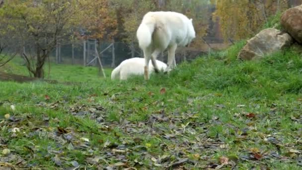 White Timber Wolves Zoo High Quality Footage — Stock Video