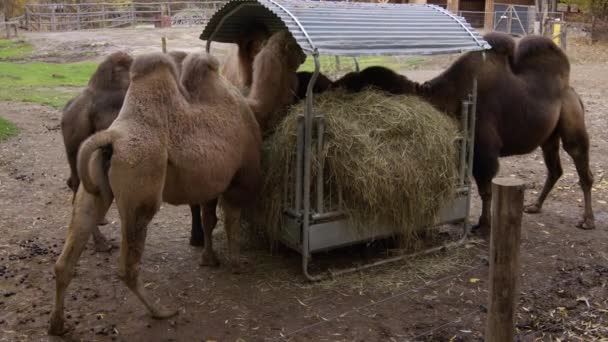Bactrian Camels Eating Hay Zoo High Quality Footage — Stock Video