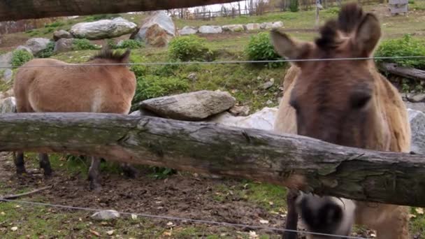 两只棕色的马在动物园的围场里 高质量的4K镜头 — 图库视频影像