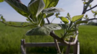 Paulownia ya da güzel bahçesinde filizlenen imparatoriçe ağacı. Yüksek kalite 4k görüntü