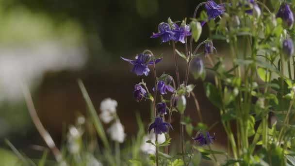 Columbine Fleurissant Dans Jardin Été Images Haute Qualité — Video