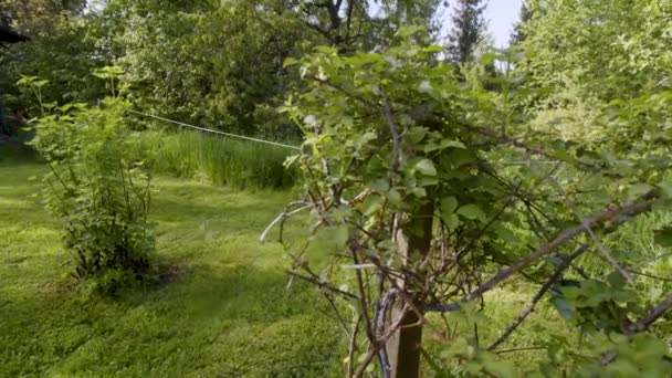 Arbusto Ribes Lampone Giardino Estivo Filmati Alta Qualità — Video Stock
