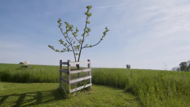 Paulownia Lub Cesarzowa Drzewo Pędów Rosnących Pięknym Ogrodzie Wysokiej Jakości — Wideo stockowe