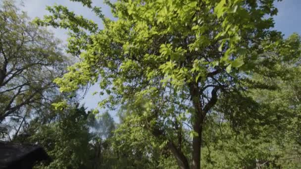 Χλοοτάπητα Γκαζόν Στον Κήπο Δαμασκηνιά Υψηλής Ποιότητας Πλάνα — Αρχείο Βίντεο
