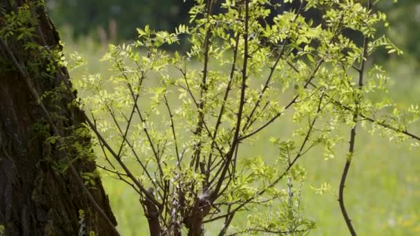 Arbusto Acacia Che Cresce Giardino Filmati Alta Qualità — Video Stock