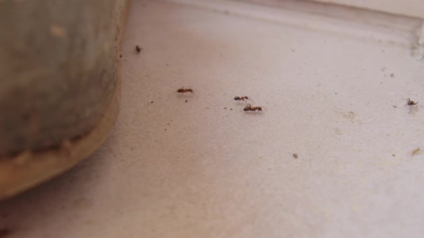 Formigas Rastejando Sobre Chão Cortiça Imagens Alta Qualidade — Vídeo de Stock