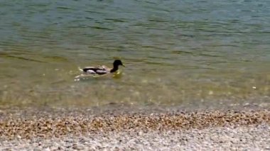 Linz 'deki Tuna Nehri sahilinde yüzen tek ördek. Yüksek kalite 4k görüntü