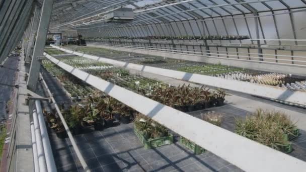 様々な植物の列を持つガラス温室 高品質4K映像 — ストック動画