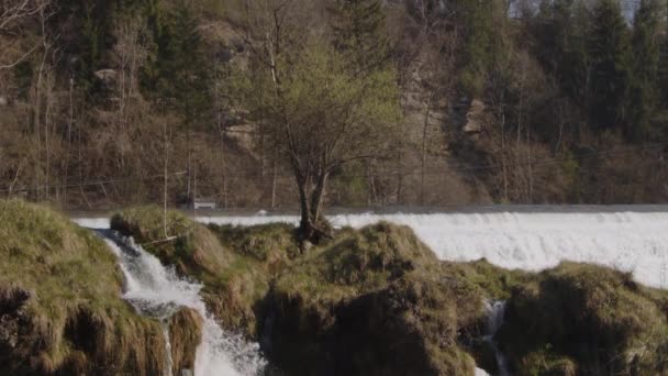 Baum Zwischen Wasserkaskaden Bei Traunfall Zeitlupe Hochwertiges Filmmaterial — Stockvideo
